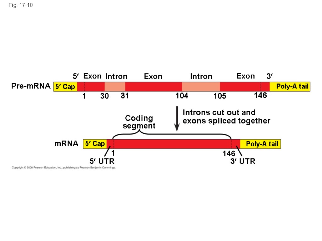 Fig. 17-10 Pre-mRNA mRNA Coding segment Introns cut out and exons spliced together 5